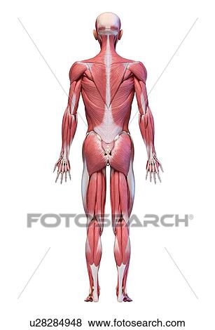 Stock Photo - Male musculature, illustration. Fotosearch
