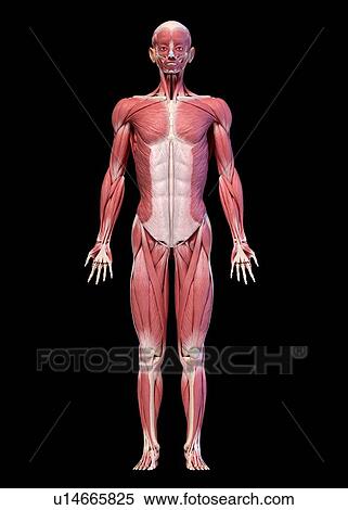 Stock Photography - Male musculature, illustration. Fotosearch
