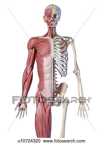 Male skeleton and musculature, illustration View Large Photo Image Stock Image - Male skeleton and musculature, illustration. Fotosearch