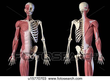Stock Image - Male skeleton and musculature, illustration. Fotosearch