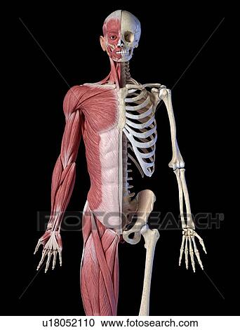 Male skeleton and musculature, illustration View Large Photo Image Stock Image - Male skeleton and musculature, illustration. Fotosearch