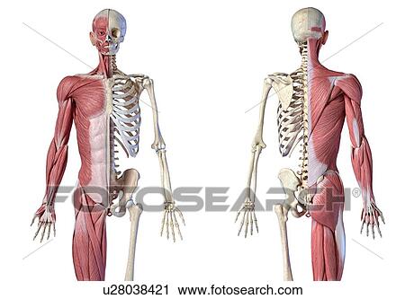 Stock Image - Male skeleton and musculature, illustration. Fotosearch