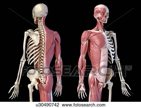 Stock Image - Male skeleton and musculature, illustration. Fotosearch