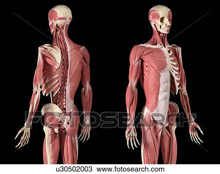 Stock Image - Male skeleton and musculature, illustration. Fotosearch