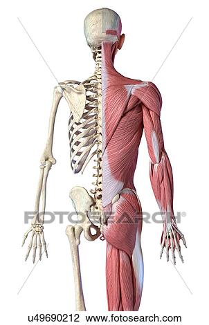 Stock Image - Male skeleton and musculature, illustration. Fotosearch