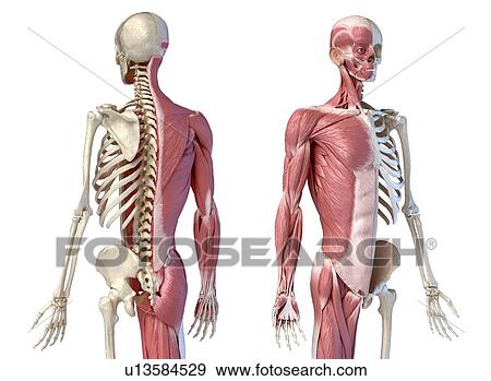 Male skeleton and musculature, illustration View Large Photo Image Stock Photo - Male skeleton and musculature, illustration. Fotosearch