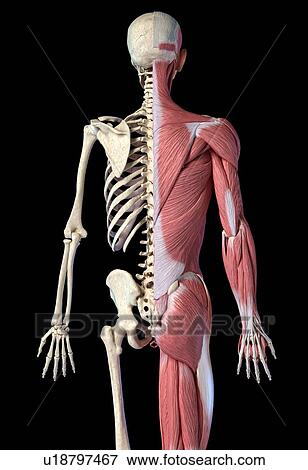 Stock Photo - Male skeleton and musculature, illustration. Fotosearch