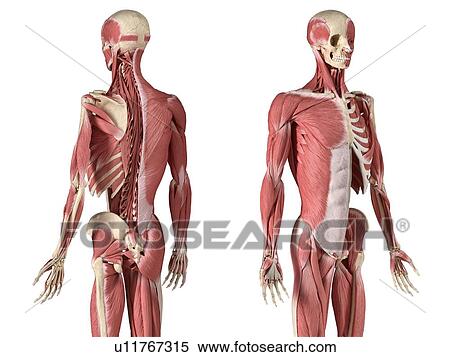 Male skeleton and musculature, illustration View Large Photo Image Stock Photography - Male skeleton and musculature, illustration. Fotosearch