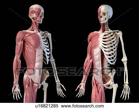 Stock Photography - Male skeleton and musculature, illustration. Fotosearch