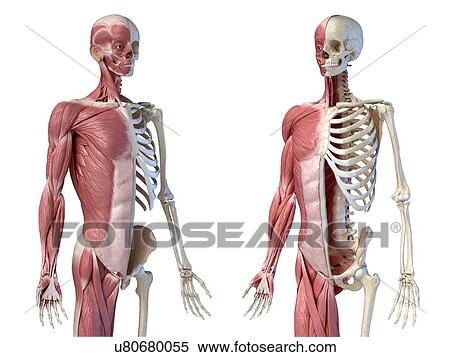 Stock Photography - Male skeleton and musculature, illustration. Fotosearch
