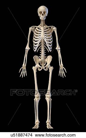 Male skeleton, illustration View Large Photo Image Picture - Male skeleton, illustration. Fotosearch