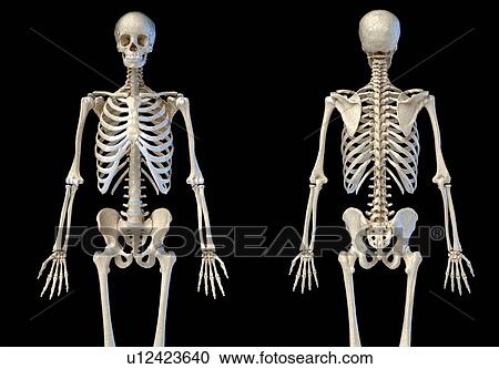 Male skeleton, illustration View Large Photo Image Stock Image - Male skeleton, illustration. Fotosearch