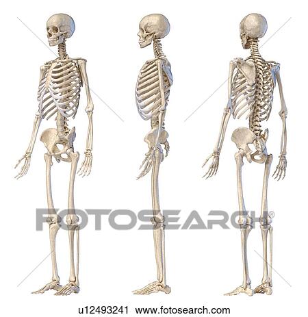 Stock Image - Male skeleton, illustration. Fotosearch