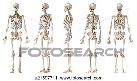 Male skeleton, illustration View Large Photo Image Stock Image - Male skeleton, illustration. Fotosearch