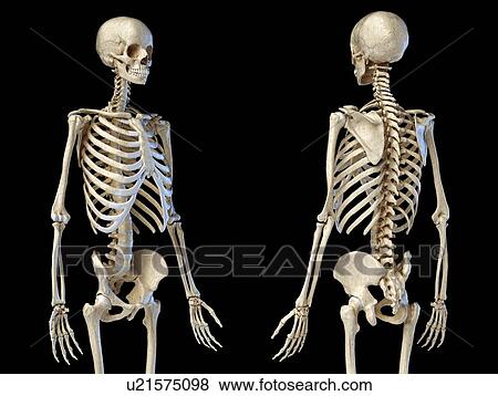 Male skeleton, illustration View Large Photo Image Stock Photo - Male skeleton, illustration. Fotosearch