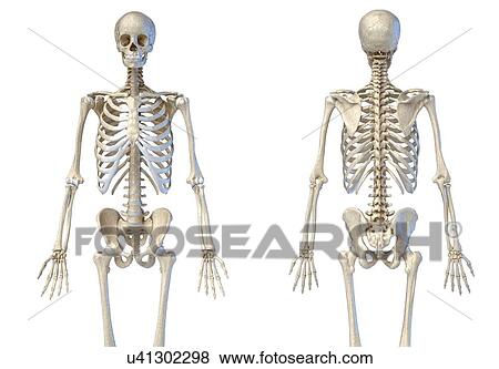 Stock Photo - Male skeleton, illustration. Fotosearch