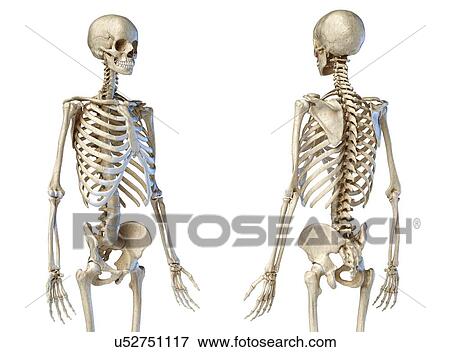 Stock Photo - Male skeleton, illustration. Fotosearch