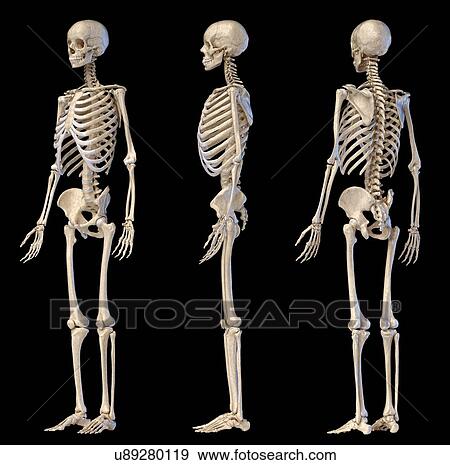 Stock Photo - Male skeleton, illustration. Fotosearch