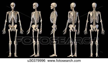 Stock Photograph - Male skeleton, illustration. Fotosearch