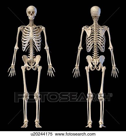 Stock Photography - Male skeleton, illustration. Fotosearch