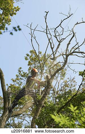 Stock Image - Male tree surgeon in tree top sawing tree branch using chainsaw, low angle view. Fotosearch