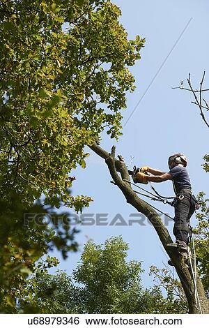 Male tree surgeon in tree top sawing tree branch using chainsaw, low angle view View Large Photo Image Stock Photograph - Male tree surgeon in tree top sawing tree branch using chainsaw, low angle view. Fotosearch