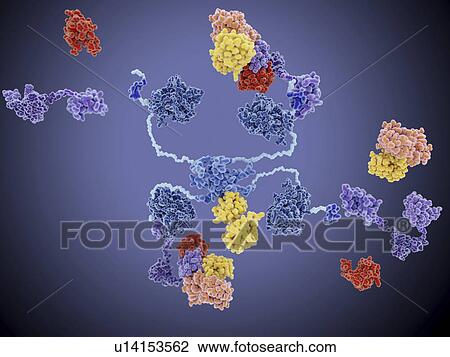MDM2 and tumour suppressor p53, illustration View Large Photo Image Stock Image - MDM2 and tumour suppressor p53, illustration. Fotosearch