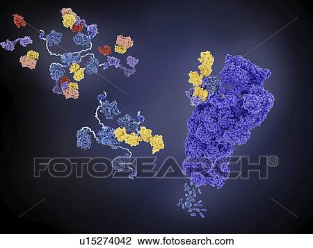 MDM2 and tumour suppressor p53, illustration View Large Photo Image Stock Image - MDM2 and tumour suppressor p53, illustration. Fotosearch