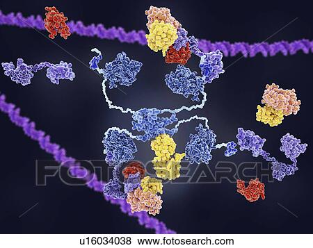 MDM2 and tumour suppressor p53, illustration View Large Photo Image Stock Photo - MDM2 and tumour suppressor p53, illustration. Fotosearch