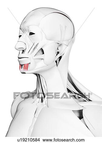 Mentalis muscle, illustration View Large Photo Image Picture - Mentalis muscle, illustration. Fotosearch