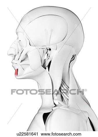 Mentalis muscle, illustration View Large Photo Image Stock Image - Mentalis muscle, illustration. Fotosearch