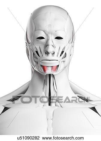 Mentalis muscle, illustration View Large Photo Image Stock Image - Mentalis muscle, illustration. Fotosearch