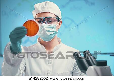 Stock Image - Microbiologist inspecting petri dish of bacteria. Fotosearch