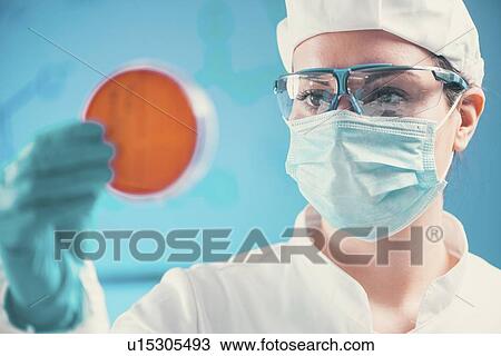 Stock Image - Microbiologist inspecting petri dish of bacteria. Fotosearch