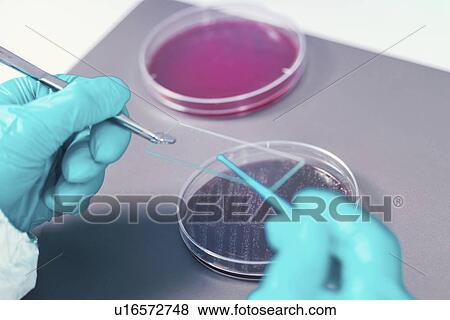 Microbiologist taking bacterial sample View Large Photo Image Stock Photo - Microbiologist taking bacterial sample. Fotosearch