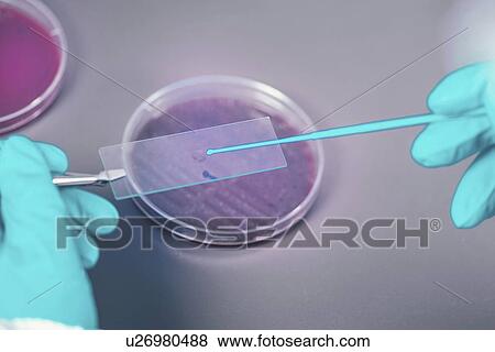 Microbiologist taking bacterial sample View Large Photo Image Stock Photo - Microbiologist taking bacterial sample. Fotosearch