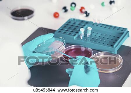Microbiologist working in laboratory View Large Photo Image Picture - Microbiologist working in laboratory. Fotosearch