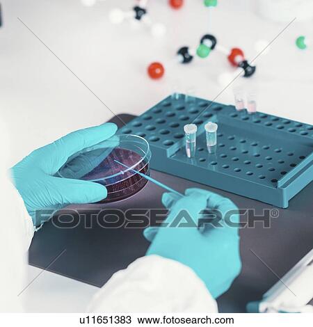 Stock Image - Microbiologist working in laboratory. Fotosearch