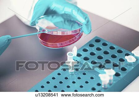 Stock Image - Microbiologist working in laboratory. Fotosearch