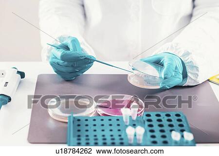 Stock Image - Microbiologist working in laboratory. Fotosearch