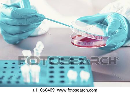 Stock Photo - Microbiologist working in laboratory. Fotosearch