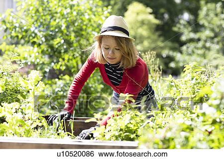 Mid adult woman checking plants in raised beds in her garden View Large Photo Image Stock Photograph - Mid adult woman checking plants in raised beds in her garden. Fotosearch