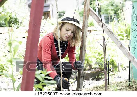 Mid adult woman planting in her garden, selective focus View Large Photo Image Stock Photo - Mid adult woman planting in her garden, selective focus. Fotosearch