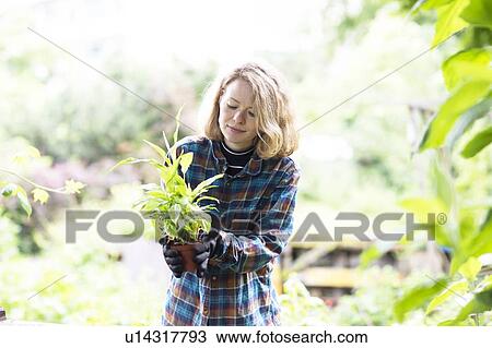 Stock Image - Mid adult woman preparing potted plant for her garden, brightly lit. Fotosearch