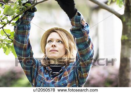 Mid adult woman pruning tree in her garden, shallow focus View Large Photo Image Stock Photo - Mid adult woman pruning tree in her garden, shallow focus. Fotosearch