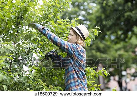 Mid adult woman pruning tree in her garden, side view View Large Photo Image Stock Photo - Mid adult woman pruning tree in her garden, side view. Fotosearch