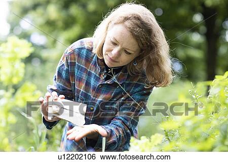 Mid adult woman selecting seeds to plant in her garden View Large Photo Image Stock Photograph - Mid adult woman selecting seeds to plant in her garden. Fotosearch