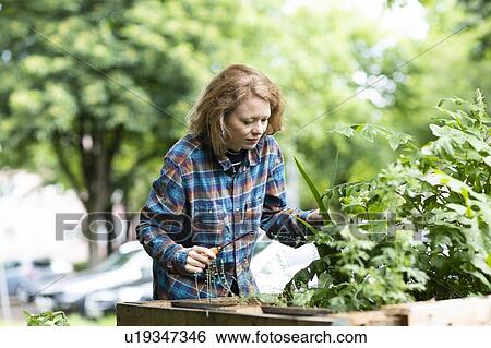 Mid adult woman tending plant in her garden View Large Photo Image Stock Photograph - Mid adult woman tending plant in her garden. Fotosearch