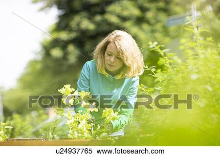 Stock Photography - Mid adult woman tending plants in her garden. Fotosearch