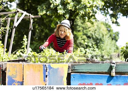 Picture - Mid adult woman tending plants in raised bed in garden, selective focus. Fotosearch